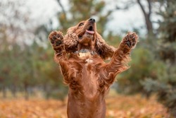 the red spaniel dog jumped up and raised both paws up against the background of autumn leaves