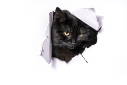 black mongrel cat climbing through a hole in a white paper