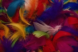 Colorful feather background. Top view.
