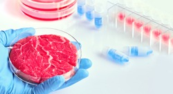 Hand in glove hold meat sample in plastic cell culture dish. Clean cell-based meat. Panoramic composition, concept shot in white, blue, red. Muscle and connective tissue cultured from animal cells.