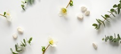 Wintertime eucalyptus and white Helleborus flower. Panoramic banner image. Winter flat lay with evergreen eucalyptus twigs and winter rose or lenten rose flower. Top view on off white background.