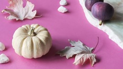 Autumn colors. Purple and magenta fig fruits on vibrant fuchsia and white layered paper. Off white decorative pumpkins, autumn maple leaves. Monochromatic Fall seasonal arrangement.