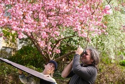 dad and son are shooting Sakura blossoms in springtime. The son assists with a reflector the father who is photographing these beatiful blossoms. A family leasure time actitvity.