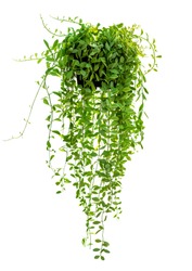 Hanging houseplant in pot for garden and home decoration isolated on white background