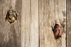Siberian tiger and human eye in wooden hole in concept of scared