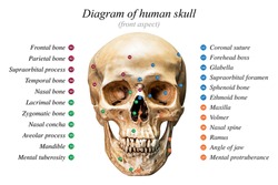 Front aspect of human skull diagram on white background for basic medical education