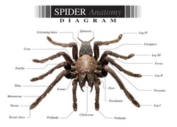 Tarantula spider eurypeima spiciness species diagram on white background
