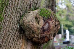 burl on a tree trunk in a park in cologne