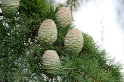 Cedrus deodara several light tree cones of Himalayan cedar