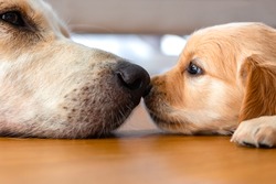 A golden retriever puppy laying on floor with its mother dog nose to nose.
