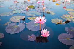 beautiful lotus flower outdoor