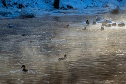 Ducks swimming in the river on a cold winter morning. Water birds looking for food.