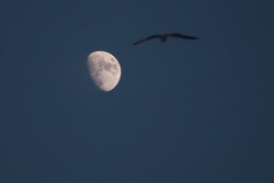 The moon and the flying bird