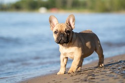 Cute French Bulldog puppy standing on water's edge.
