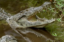 A Crocodile head with its sharp jaws visible and mouth wide open