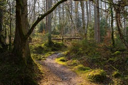 Dirt path through the woods in the afternoon light.  Dalbeattie Forest Town Woods, Dalbeattie, Scotland.