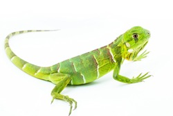Lizard isolated on white background