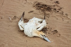 A dead seagull bird lies on the coast on a sandy sea beach. Ecological disasters in wildlife.