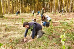 Group of volunteers plant trees in the forest as a sustainable conservation project