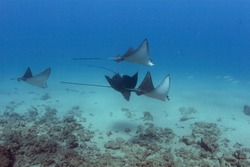 A school of Spotted Eagle Rays (not stingrays) off the coast of Hawaii.