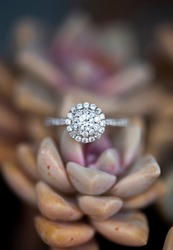 round halo diamond ring nestled in desert rose succulent, ghost plant succulent with wedding ring