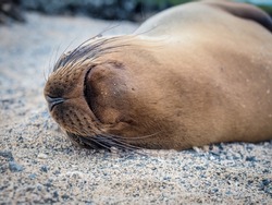 closeup of a sea lion sleeping in the Galapagos Islands. Cute animal, adorable mamals