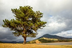 Lonely Pine Tree At The Bank Of Suoi Vang Lake In Dalat, Vietnam. This Is A Famous Place In Dalat.