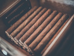 Cigars in the humidor
