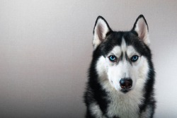 Studio portrait husky dog with serious look. Beautiful Siberian husky black and white color with blue eyes.