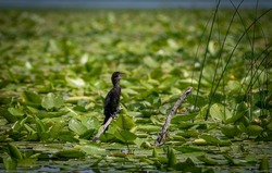 Isolated close up of a single Cormorant bird in the national park of Skadar Lake- Montenegro