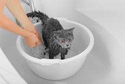 Gray cat in a white bathroom. Bathing process, pouring water, frightened wet cat, hygiene procedures. Good morning concept. Pet care. British cat on a white background.