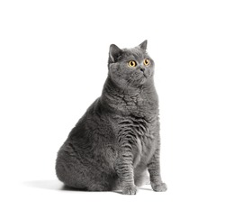 A fat shorthair cat with big red eyes sits on a white background. Animal obesity. British cat on a white background. A large cat of the British breed sits and looks in surprise