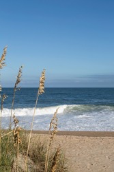 Sea Oats on the Outer Banks
