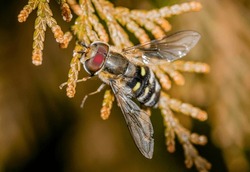 Scaeva pyrastri hoverfly macro close up shot
