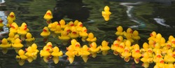 Many Ducky Toy Little Yellow Rubber Duck Bath Toy floating on the river