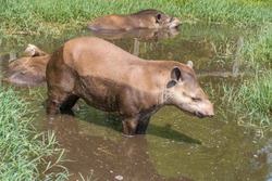 South American tapir Tapirus terrestris, also known as the Brazilian tapir on the shore. Sunny sumer day