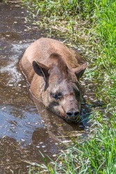 South American tapir Tapirus terrestris, also known as the Brazilian tapir in the mud. Close up