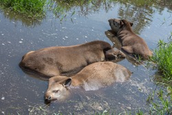 Group of South American tapirs Tapirus terrestris, also known as the Brazilian tapir hiding in the water from the summer heat