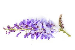 Wisteria flower isolated on white background