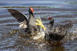 Two common moorhen fighting. The common moorhen (Gallinula chloropus), also known as the waterhen or swamp chicken, is a bird species in the rail family (Rallidae).