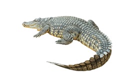 Nile crocodile (Crocodylus niloticus) isolated on white background
