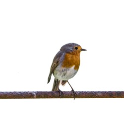 The European robin (Erithacus rubecula), known simply as the robin or robin redbreast, isolated on white background