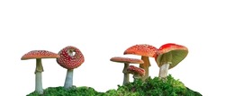 Group of Amanita muscaria (a poisonous mushroom) isolated on white background