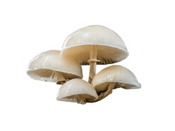 Group of mushrooms isolated on white background