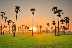 Scenery of Thailand's rice fields in the morning at sunrise. Colorful at sunrise on rice fields with beautiful sugar palm trees. Sugar palm trees.