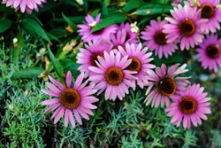 a pink echinacea flowers or Echinacea Purpurea also known as Purple Coneflower 