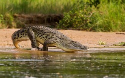 A Nile Crocodile, the bigger predator of the Nile River.