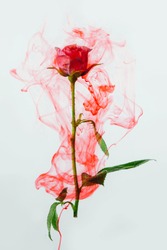 Pink rose with green leaves inside the water on a white background. Watercolor style and abstract image of red rose.