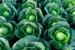 Background witn Big cabbage field. Ripe harvest on a Farm or Greenhouse.