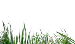 Long green grass and reeds isolated on white background with copy space, blank for text.